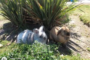 Llantera Movil El Indio Tlajomulco en Tlajomulco de Zúñiga